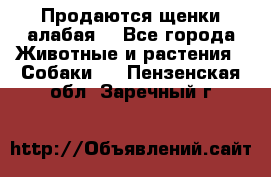 Продаются щенки алабая  - Все города Животные и растения » Собаки   . Пензенская обл.,Заречный г.